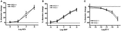 Insulin Receptor Substrate 2 Controls Insulin-Mediated Vasoreactivity and Perivascular Adipose Tissue Function in Muscle